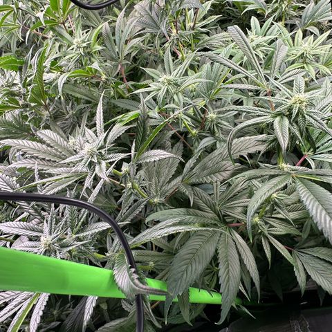 MiscxLAZ #26 C #1 47.15g growlog timeline photo