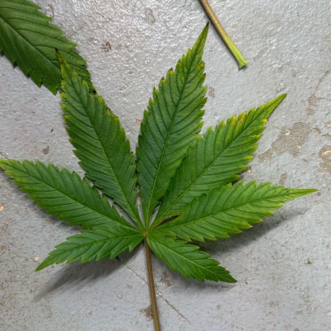 Fuel D.OG #1 Female 47.36g growlog photo: Some lower leaves started falling off