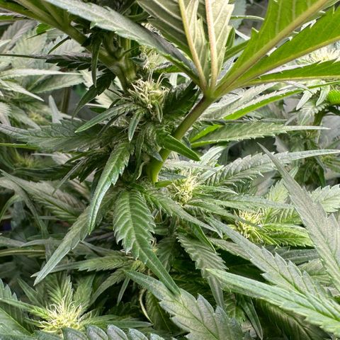 Fuel D.OG #1 Female 47.36g growlog timeline photo