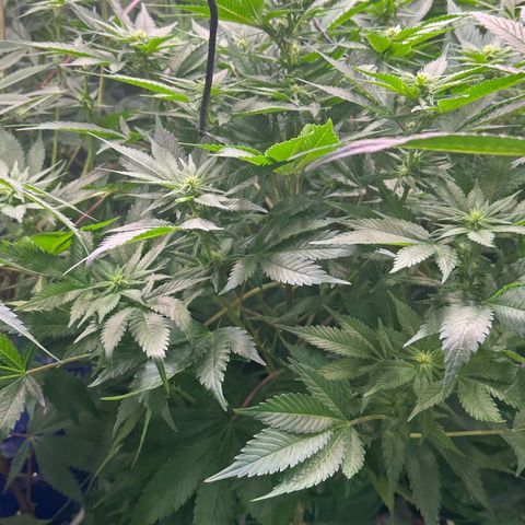 Fuel D.OG #1 Female 47.36g growlog timeline photo
