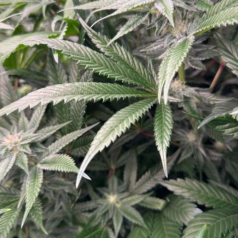 MiscxLAZ #29 C growlog timeline photo
