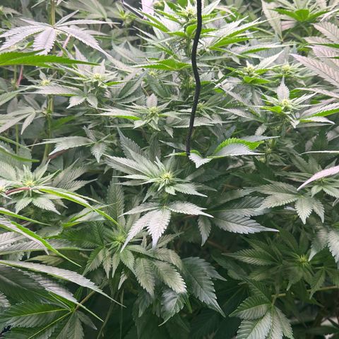 Fuel D.OG #1 Female 47.36g growlog timeline photo