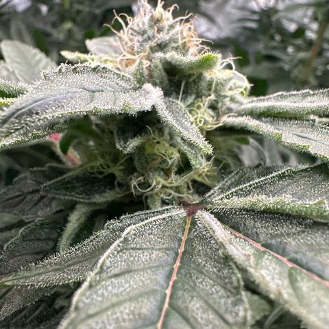 CxLAZ #20 C1 25g growlog timeline photo