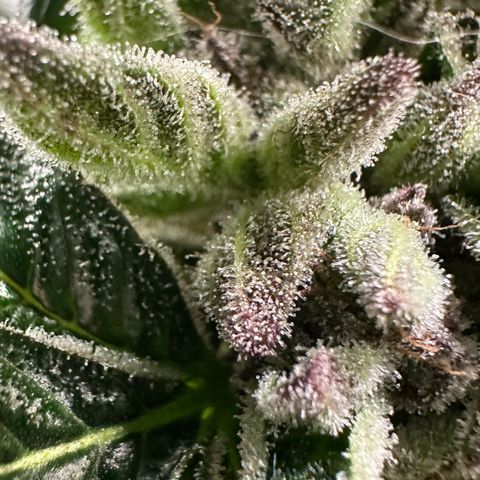 Misc x (LA Kush x Zkittles) #35 28.55g growlog timeline photo