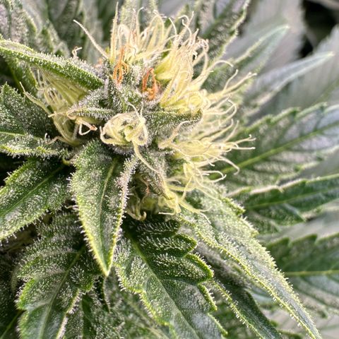Fuel D.OG #1 Female 47.36g growlog timeline photo