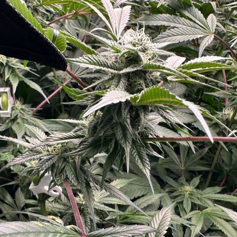 CxLAZ #03 C #1 58.58g growlog timeline photo