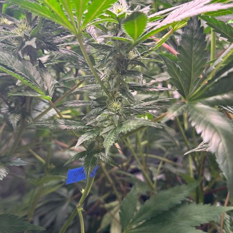 Fuel D.OG #1 Female 47.36g growlog timeline photo
