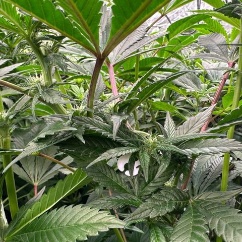 MiscxLAZ #29 C growlog timeline photo