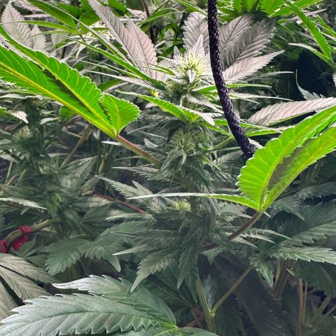Fuel D.OG #1 Female 47.36g growlog timeline photo