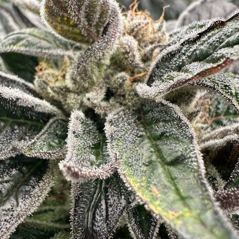 Misc x (LA Kush x Zkittles) #28 13.53g growlog timeline photo