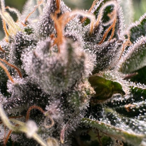 MiscxLAZ #26 C #1 47.15g growlog timeline photo