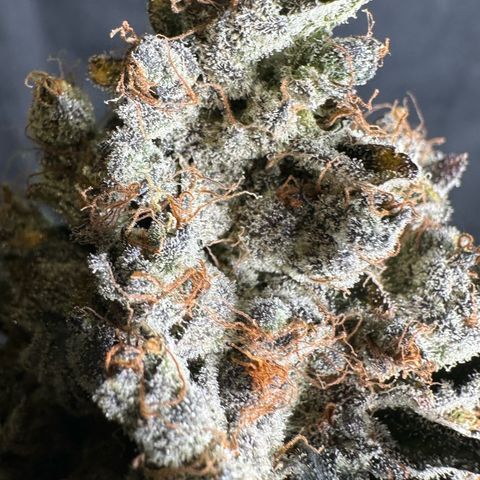 CxLAZ #24 37.13g growlog timeline photo
