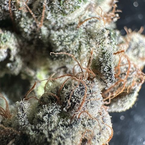 Misc x (LA Kush x Zkittles) #34 15.68g growlog timeline photo