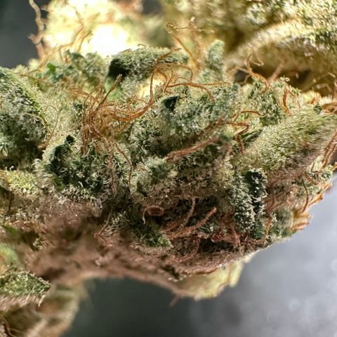 CxLAZ #06 growlog timeline photo