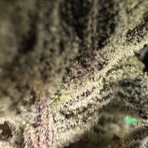 Misc x (LA Kush x Zkittles) #10 growlog photo: Moved to plastic bag