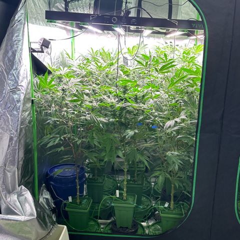 Fuel D.OG #1 Female 47.36g growlog timeline photo