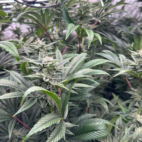 MiscxLAZ #26 C #1 47.15g growlog timeline photo
