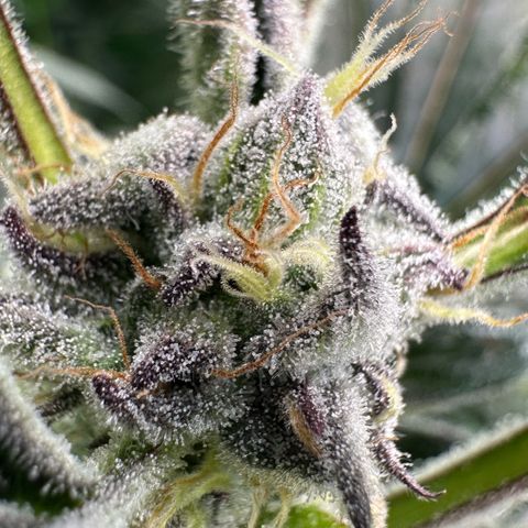 MiscxLAZ #37 C growlog timeline photo