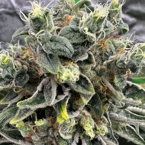 Misc x (LA Kush x Zkittles) #08 growlog timeline photo