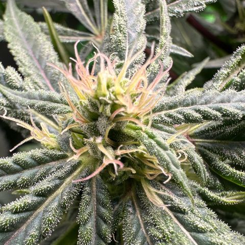 Fuel D.OG #2 Female 49.44g M growlog timeline photo
