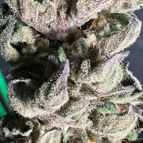 Misc x (LA Kush x Zkittles) #05 growlog timeline photo