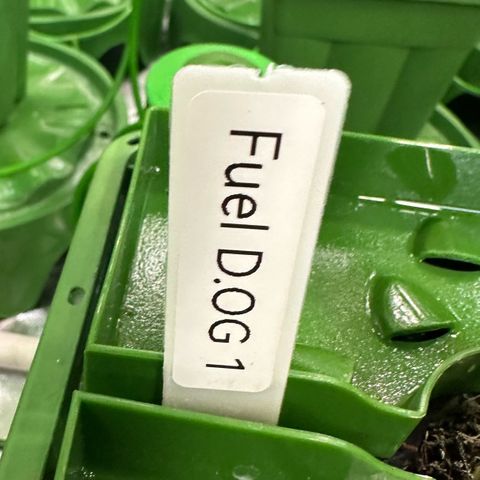 Fuel D.OG #1 Female 47.36g growlog timeline photo