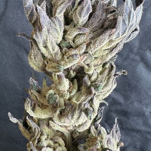 Misc x (LA Kush x Zkittles) #33 19.08g growlog photo: Moved to plastic bag