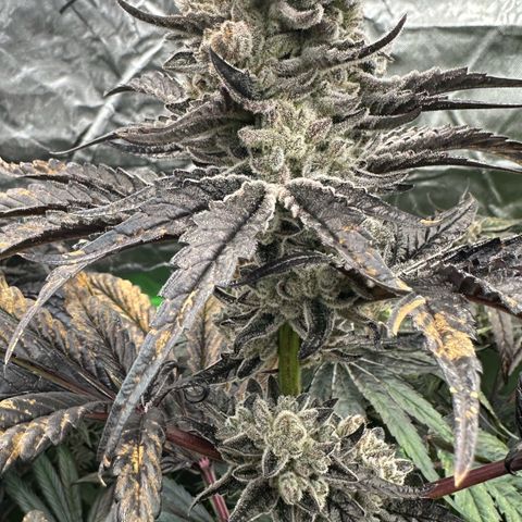 CxLAZ #16 50.72g growlog timeline photo