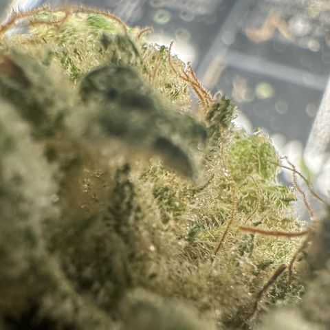 CxLAZ #15 52g growlog photo: Trim and put in grove bag, kind of dry.