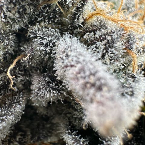 CxLAZ #16 50.72g growlog timeline photo