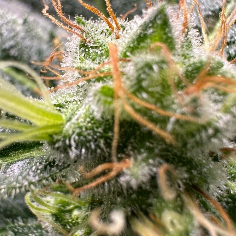 Fuel D.OG #1 Female 47.36g growlog timeline photo