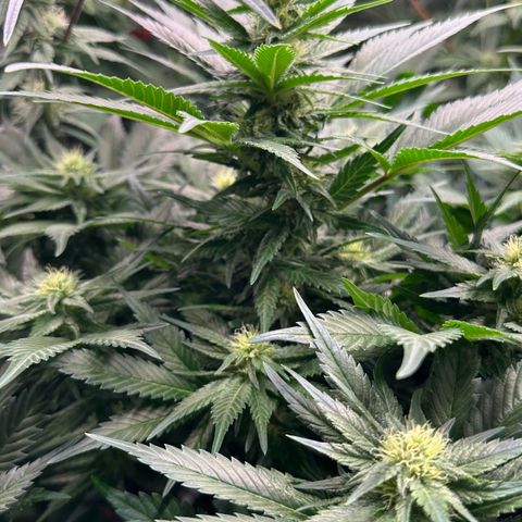 Fuel D.OG #1 Female 47.36g growlog timeline photo