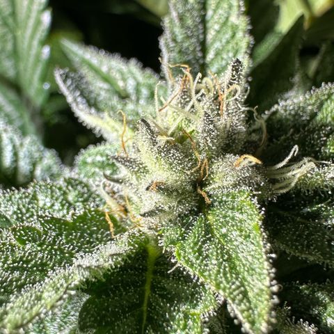 MiscxLAZ #29 C growlog timeline photo