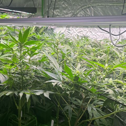 Fuel D.OG #1 Female 47.36g growlog timeline photo