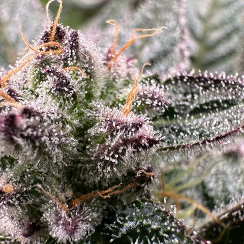 MiscxLAZ #22 C 42.33g growlog timeline photo
