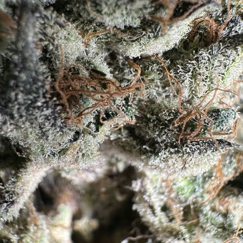 CxLAZ #24 37.13g growlog timeline photo