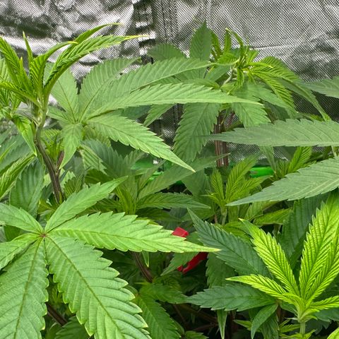 MiscxLAZ 5-4 34.63g growlog timeline photo