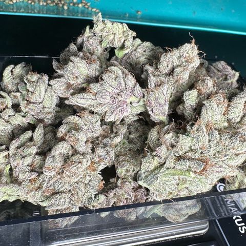 Misc x (LA Kush x Zkittles) #34 15.68g growlog timeline photo