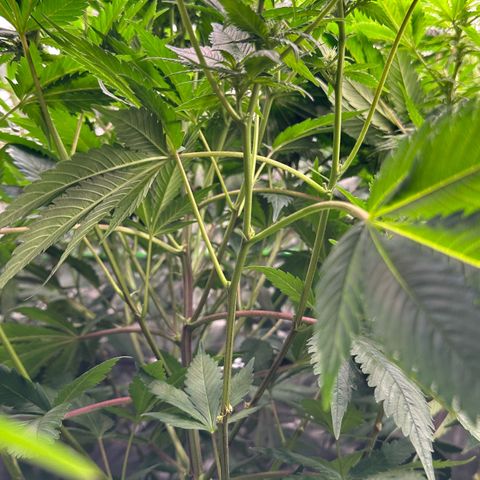 Fuel D.OG #1 Female 47.36g growlog timeline photo