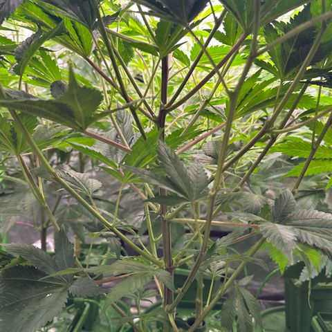 Fuel D.OG #1 Female 47.36g growlog timeline photo