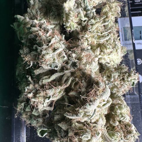CxLAZ #20 13.7g growlog timeline photo