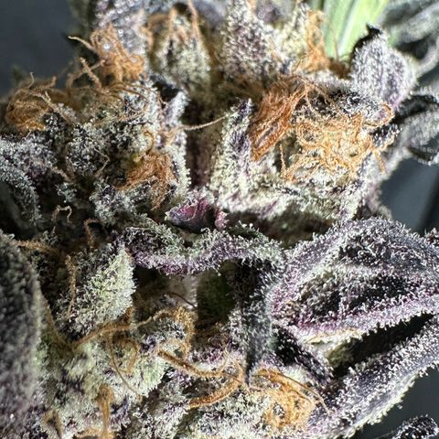 Misc x (LA Kush x Zkittles) #37 42.26g growlog photo: Moved to plastic bag