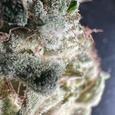 CxLAZ #20 13.7g growlog timeline photo
