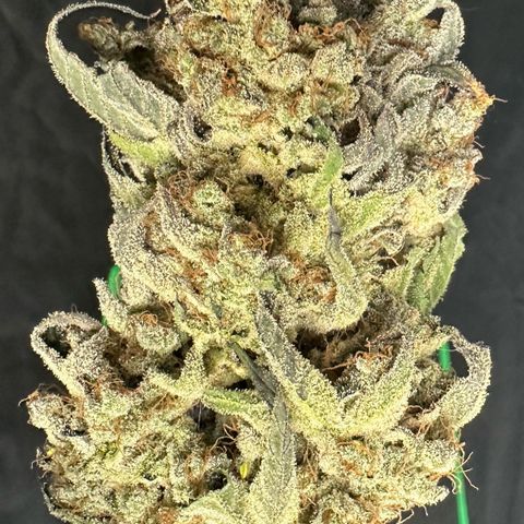 CxLAZ #24 37.13g growlog timeline photo