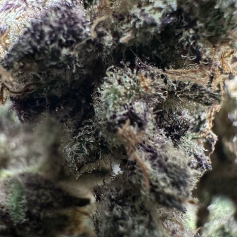CxLAZ #03 45.52g growlog timeline photo