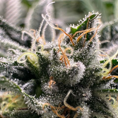 MiscxLAZ #26 C #1 47.15g growlog timeline photo