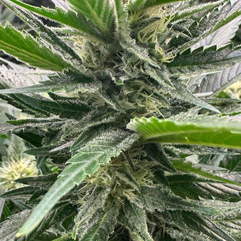 Fuel D.OG #1 Female 47.36g growlog timeline photo