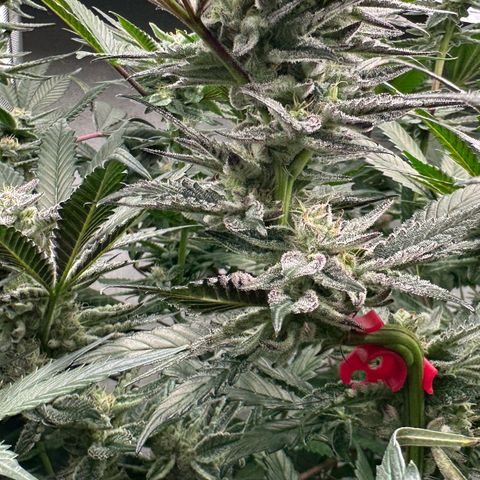 MiscxLAZ #22 C 42.33g growlog timeline photo