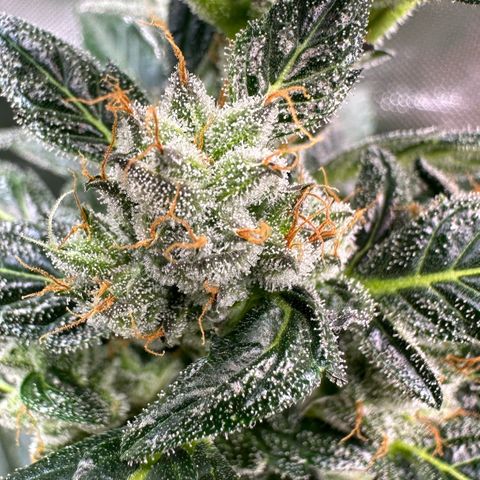 Auto Think Different  #1 growlog timeline photo