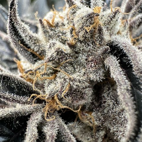 Misc x (LA Kush x Zkittles) #37 42.26g growlog timeline photo